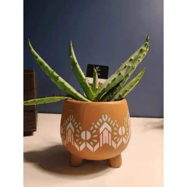 Aloe Plant In Maya Style Planter | Treasures of my HeART