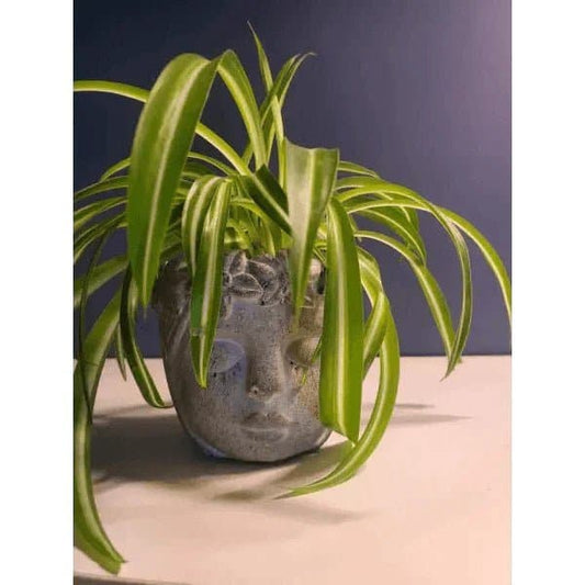 Curly Spider Plant In Juliet Planter | Treasures of my HeART