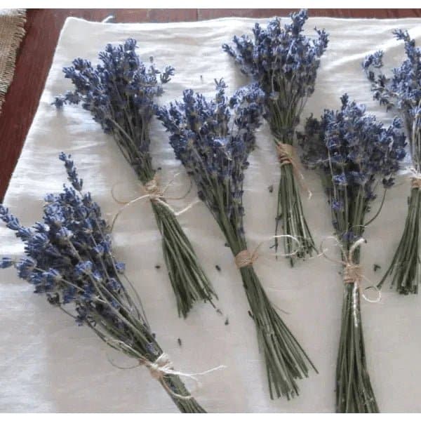 Fresh Lavender Bundles - Treasures of my HeART