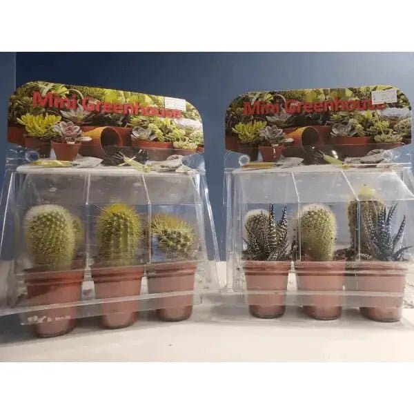 Mini Cactus Greenhouse | Treasures of my HeART
