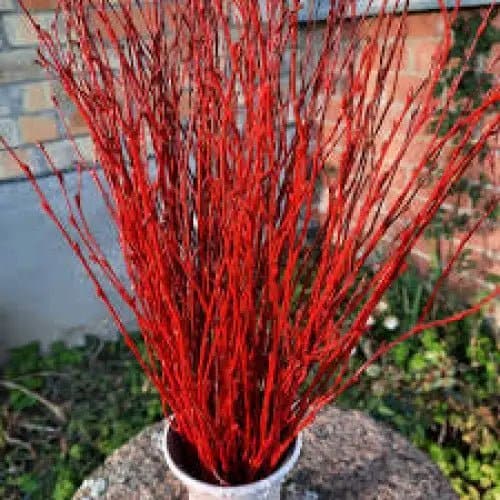 Red Dogwood Bunches | Treasures of my HeART