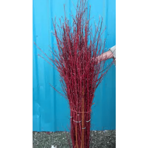 Red Dogwood Bunches - Treasures of my HeART