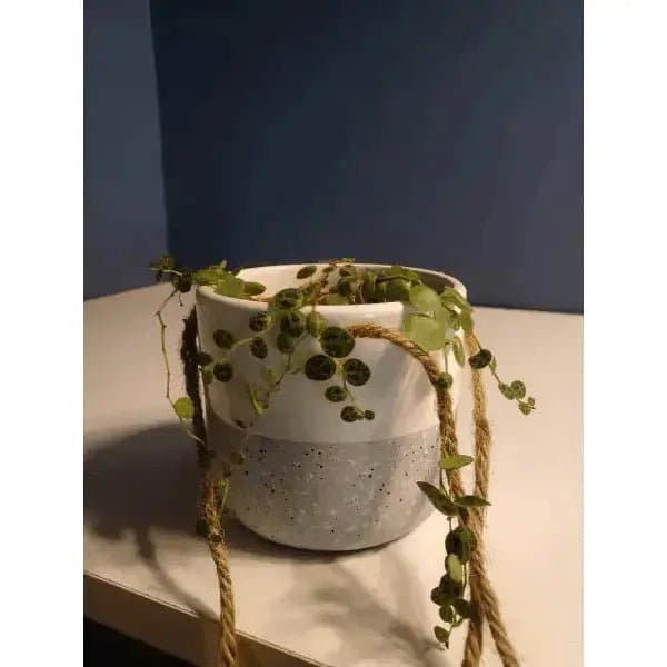 String Of Turtles Plant Hanging Planter | Treasures of my HeART